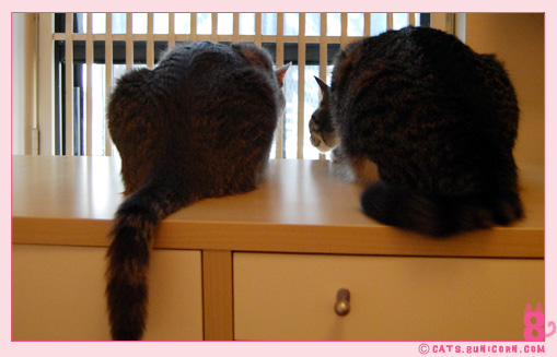 noa_ash_watching_birds_01.jpg