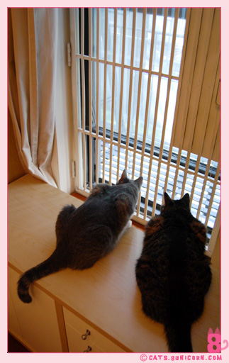 noa_ash_watching_birds_010.jpg