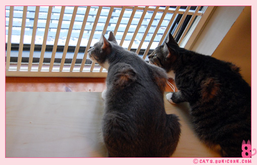 noa_ash_watching_birds_02.jpg