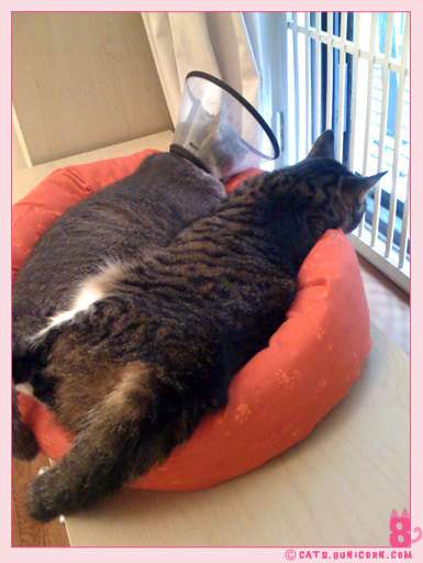noa_ash_with_cone_iphone_010.jpg