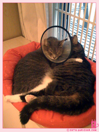 noa_ash_with_cone_iphone_0102.jpg