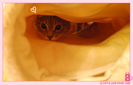 tunnel_toy_ash_04.jpg