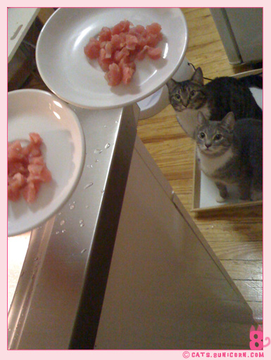 raw_cat_food_noa_ash_0001.jpg
