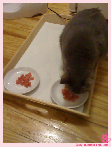raw_cat_food_noa_ash_0003.jpg