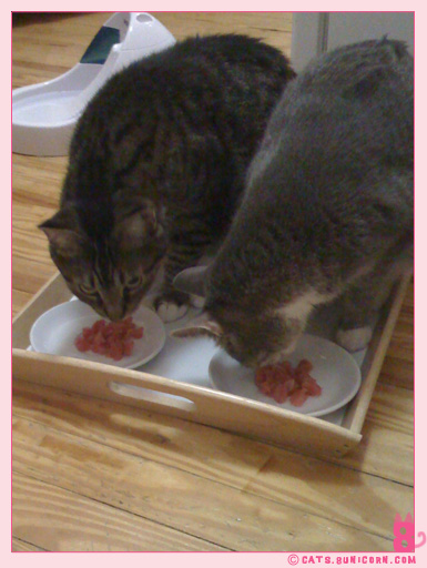 raw_cat_food_noa_ash_0004.jpg