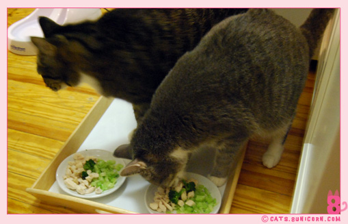 raw_cat_food_noa_ash_002.jpg