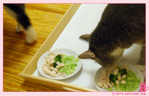 raw_cat_food_noa_ash_003.jpg