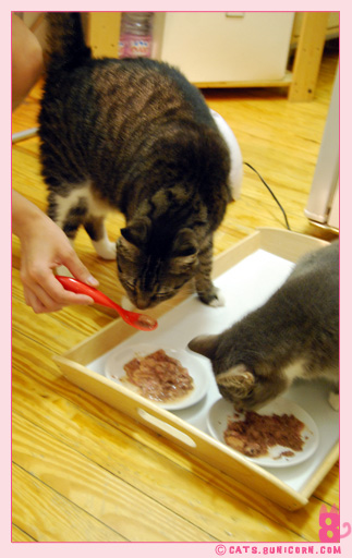 raw_cat_food_noa_ash_010.jpg