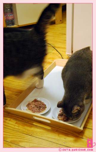 raw_cat_food_noa_ash_09.jpg