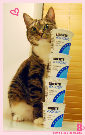 yummy_yogourt_01.jpg