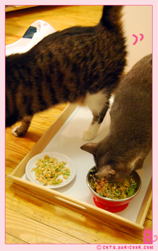 yummy_yogourt_02.jpg