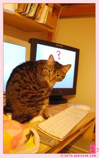 noa-ash_cat_-100.jpg
