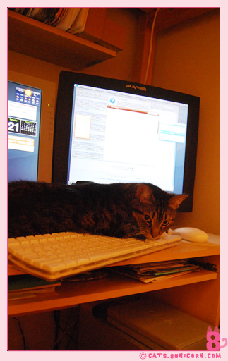 noa-ash_cat_-13.jpg