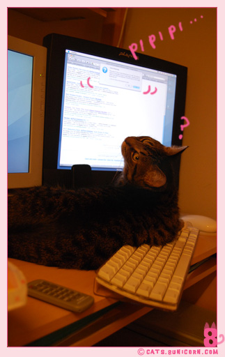 noa-ash_cat_-14.jpg