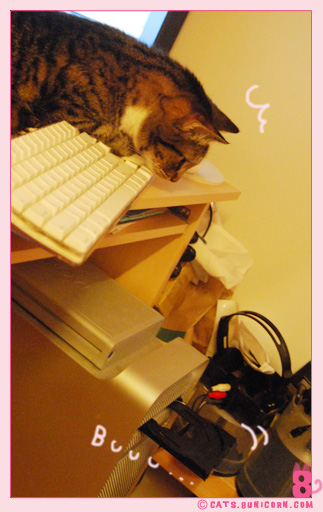 noa-ash_cat_-16.jpg