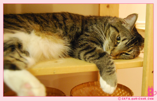 noa-ash_cat_211.jpg
