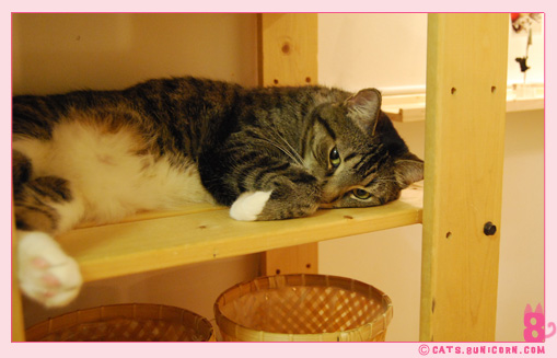 noa-ash_cat_222.jpg