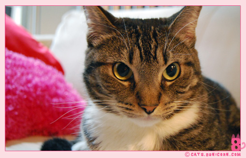 noa-ash_cat_24.jpg