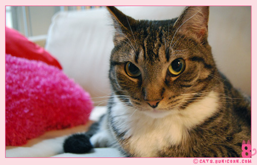 noa-ash_cat_25.jpg