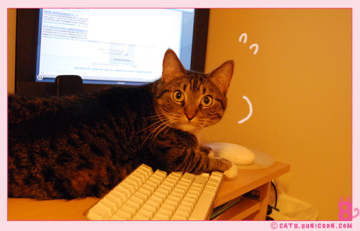 noa-ash_cat_255.jpg