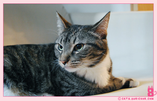 noa-ash_cat_26.jpg