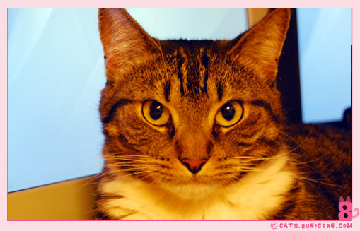 noa-ash_cat_266.jpg