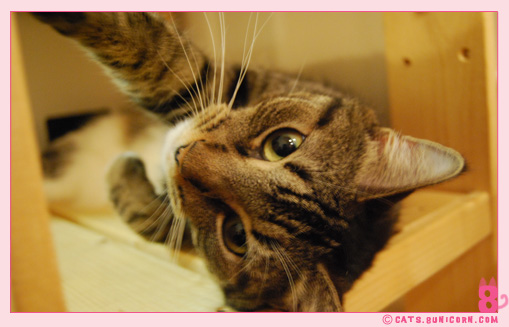 noa-ash_cat_27.jpg