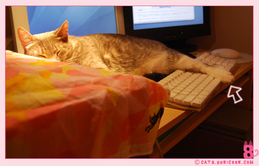 noa-ash_cat_277.jpg
