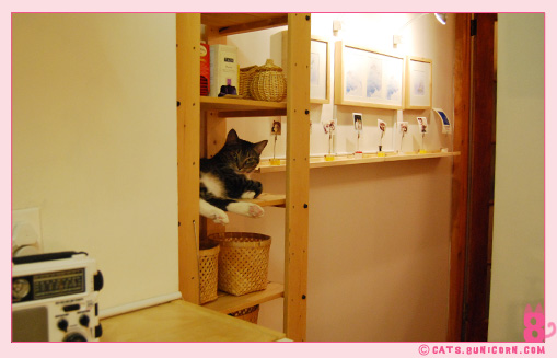 noa-ash_cat_28.jpg