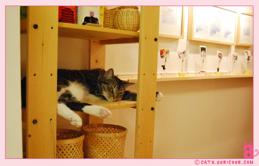noa-ash_cat_29.jpg