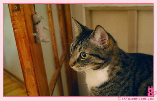 gray_kitten_noa_ash_1.jpg