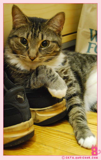 shoes_noa_ash_10.jpg