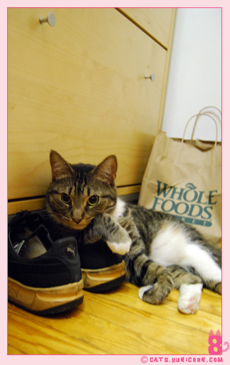 shoes_noa_ash_101.jpg
