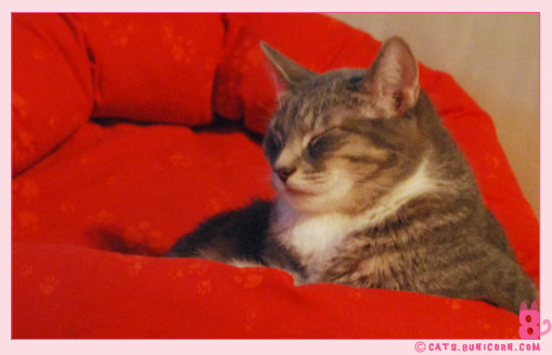 noa_ash_window_kittens_019.jpg