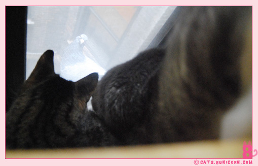 noa_ash_window_kittens_04.jpg