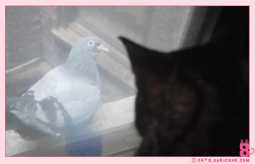 noa_ash_window_kittens_06.jpg