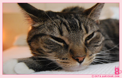noa_ash_window_kittens_07.jpg