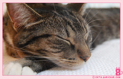 noa_ash_window_kittens_08.jpg