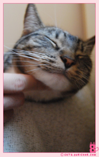 noa_ash_window_kittens_11.jpg