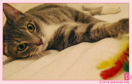 ash_mouse_toy_1.jpg