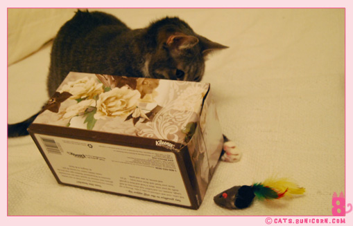 ash_mouse_toy_3.jpg