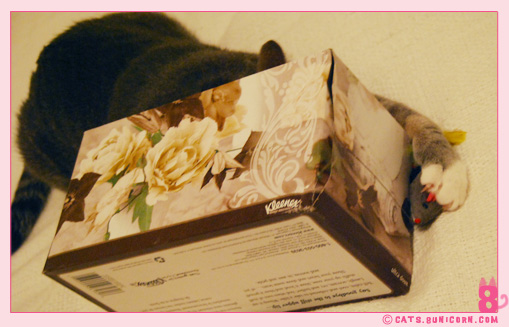 ash_mouse_toy_4.jpg