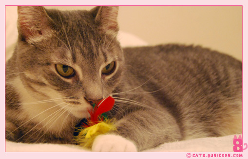 ash_mouse_toy_6.jpg