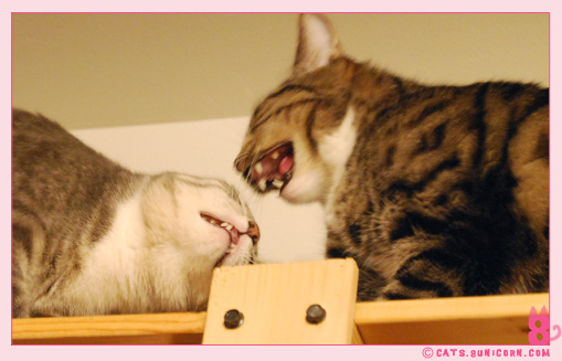 ash_noa_catfight_8.jpg